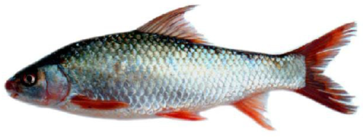 Fish 1