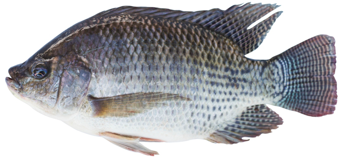 Fish 1