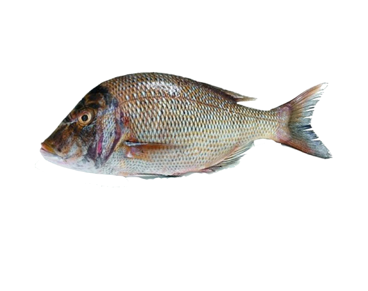 Fish 1