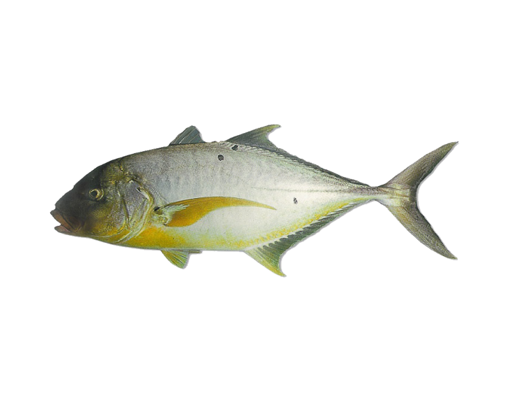 Fish 1
